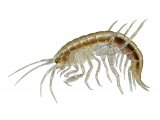 Freshwater shrimp (Gammarus pulex) OS004