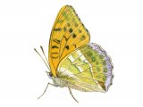 Fritillary (Silver-washed) Argynnis paphia IN002