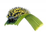 Fritillary caterpillar (Heath) Mellicta athalia IN004