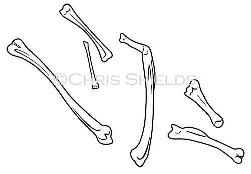 Frog Bones from Owl Pellet RA166