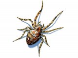 Garden Spider (Araneus diadematus) OS001
