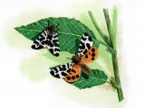 Garden Tiger Moth (Arctia caja) IN006