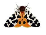Garden Tiger Moth (Arctia caja) IN005