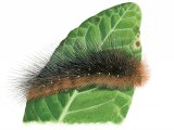 Garden Tiger Moth Caterpillar (Arctia caja) IN001