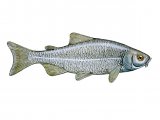 F098 - Generic Fish