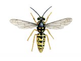 IH069 - German Wasp worker (Vespula germanica)