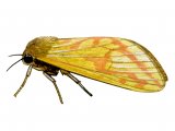 Ghost Swift Moth (female) Hepialus humuli IN002