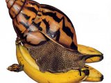 Giant African Land Snail (Achatina achatina) OS001