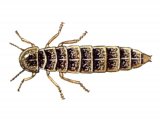 Glow-worm (female) Lampyis noctiluca IN001