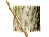 Goat Willow bark & twig (Salix caprea) BT023