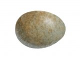 Goldcrest egg (Regulus regulus) BD0189
