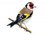 Goldfinch (Carduelis carduelis) BD0317