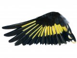 Goldfinch wing (Carduelis carduelis) BD0586