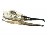 Goosander skull (Mergus merganser) BD0136