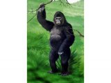 Gorilla (Gorilla beringei beringei) M002