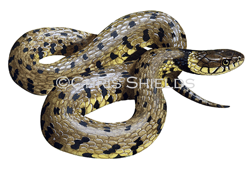 Grass Snake (Natrix natrix RS1212)