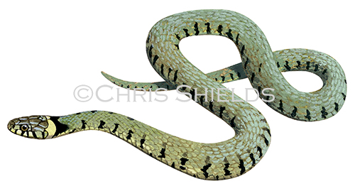 Grass Snake (Natrix natrix) RS216