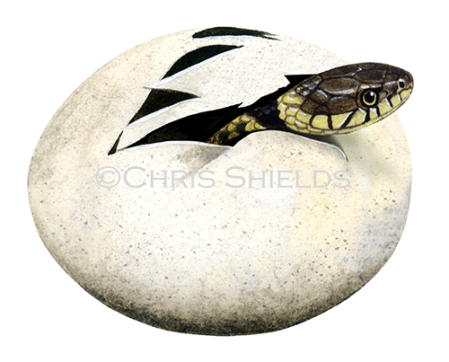 Grass Snake egg (Natrix natrix) RS214