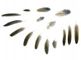 Grasshopper Warbler feathers (Locustella naevia) BD0588