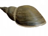 Great Pond Snail (Lymnaea stagnalis) OS001