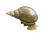 Great Pond Snail (Lymnaea stagnalis) OS002.jpg