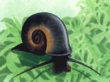 Great Ramshorn Snail (Planorbis planorbis) OS001