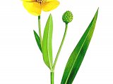 Great Spearwort ( Ranunculus lingua) BT0228