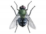 Greenbottle Fly (Dasyphora cyanella) IN003