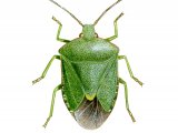 Green Shield Bug (Palomena prasina) IN002