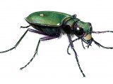 Green Tiger Beetle (Cicindela campestris) IN001