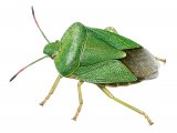 Green Shield Bug (Palomena prasina) IN003