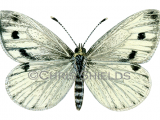 Green-veined White (Pieris napi) L0081