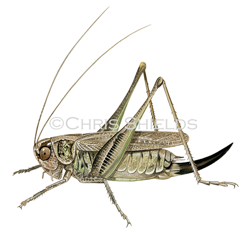 Grey Bush Cricket (Platycleis albopunctata) IN004