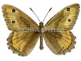 Greyling (Hipparchia semele) L0093