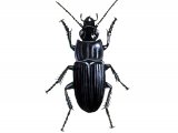 Ground Beetle (Abax parallellepipedus) IN001