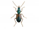 Ground Beetle (Agonum dorsale) IN010