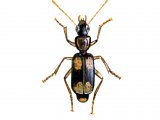 Ground Beetle (Dromius quadrimaculatus) IN004