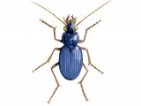 Ground Beetle (Leistus spinibarbis) IN005