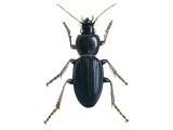 Ground Beetle (Pterosichus madidus) IN007