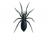 Ground Spider (Zelotes latreillei) OS001