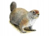 Ground Squirrel (Spermophilus columbianus) M001 