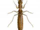 IN081 - Grylloblatta bifratrilecta (female)