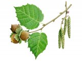 Hazel nuts, catkins, leaves & flowers(Corylus avellana) BT029