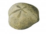 PF023 - Heart Urchin Fossil (Micraster)