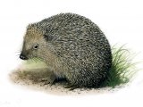 Hedgehog (Erinaceus europaeus) M004