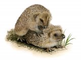 Hedgehog (Erinaceus europaeus) M010