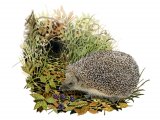 Hedgehog (Erinaceus europaeus) M0012