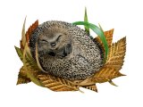 Hedgehog (Erinaceus europaeus) M0013