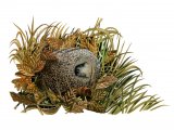 Hedgehog (Erinaceus europaeus) M0015