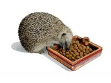 Hedgehog (Erinaceus europaeus) M0018